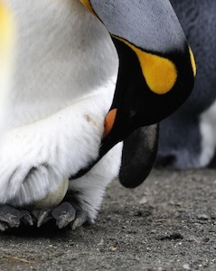 Could your photos take you to Antarctica?